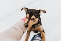 Kaboompics - The Strange Dog