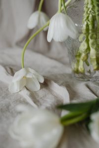 Kaboompics - Soft-Focus White Tulips in a Glass Vase, Neutral Spring Floral Photography