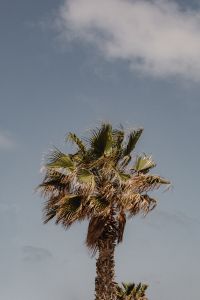 Kaboompics - Palm Tree Crown under a Cloudy Blue Sky