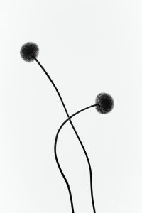 Kaboompics - Abstract Minimal Stems Monochrome Botanical Fine Art Composition