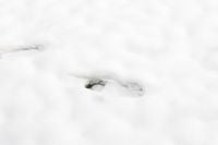 Kaboompics - Pantone 2026 Cloud Dancer: Minimal White Snow Texture