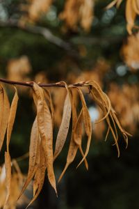 Kaboompics - Dried Leaves on a Branch With Autumn Bokeh