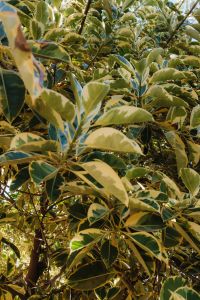 Kaboompics - Variegated Leafy Shrub Background