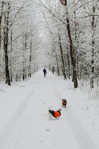 Kaboompics - Person And Dogs Exploring A Snow Covered Forest Path