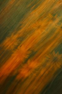Kaboompics - Orange Flowers with Soft Garden Blur