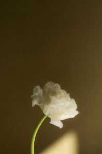Kaboompics - Frilled White Flower in Sunlight