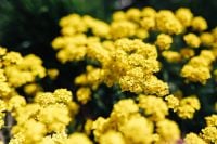 Kaboompics - Golden Yellow Wildflower Clusters in a Lush Green Background