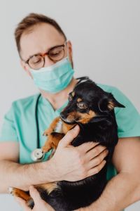 Kaboompics - Veterinarian Wearing a Face Mask and Holding a Small Dog at the Clinic