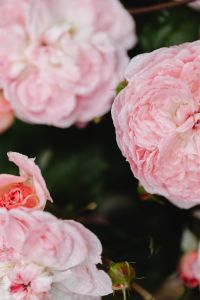 Kaboompics - Pale Pink Roses with Raindrops on a Dark Green Background
