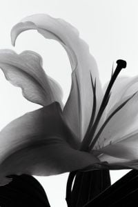 Kaboompics - Light Passing Through Petals Abstract Botanical Black And White Texture