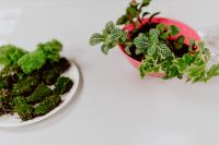 Kaboompics - Pink Pot with Veined Fittonia and Moss for a Colorful Terrarium Design