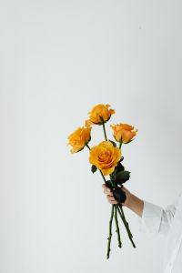 Kaboompics - Four Orange Roses Against White for Bouquet and Floral Brand Design