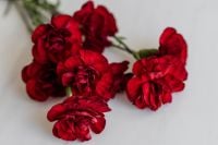 Kaboompics - Deep Red Carnation Blooms Arranged on White Marble
