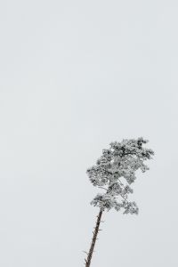 Kaboompics - Lone Snow Covered Pine Against A Pale Winter Sky