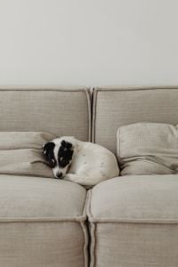 Kaboompics - Small Black and White Dog Napping on a Beige Sofa