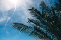 Kaboompics - Green palm tree