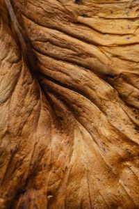 Kaboompics - Warm Brown Dried Leaf Texture for Natural Backgrounds