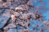 Kaboompics - Close-Up Cluster of Pale Pink Blossoms Against Blue Spring Bokeh