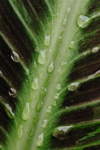 Kaboompics - Macro Green Leaf Vein with Water Droplets