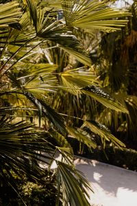 Kaboompics - Close Up of Overlapping Palm Leaves