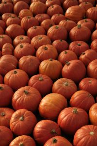 Kaboompics - Rows of Orange Pumpkins in a Dense Fall Display