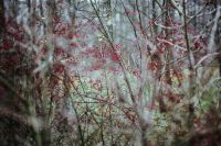 Kaboompics - Dense Red Berries Among Interlacing Woodland Branches