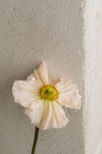 Kaboompics - Soft Flower Styling against a Light Textile Background