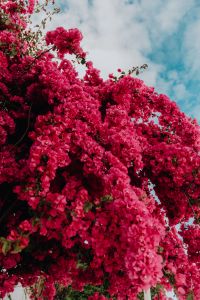 Kaboompics - Dense Pink Bougainvillea Flower Canopy With Blue Sky