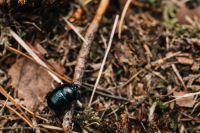 Kaboompics - Shiny Black Beetle Crawling Across a Forest Twig