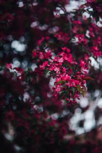 Kaboompics - Pink Spring Flowers in Speckled Green Foliage