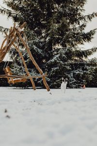 Kaboompics - Small dogs play on the snow