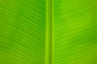 Kaboompics - Lime Green Leaf Vein Pattern