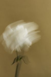 Kaboompics - Abstract Motion-Blurred White Flower