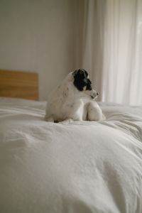 Kaboompics - Relaxed Dog Sitting on a Sunlit Bed