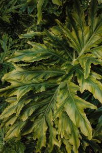 Kaboompics - Variegated Split Leaf Philodendron Close Up