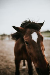Kaboompics - Portrait of a horse
