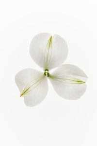 Kaboompics - Three Veined White Petals Arranged Like a Bloom on a High-Key Minimal Background