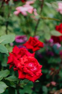 Kaboompics - Soft-Focus Red Rose Blossom with Pink Flowers, Romantic Floral Background
