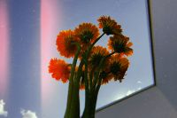 Kaboompics - Orange Flowers Against a Blue Sky with Analog Film Grain