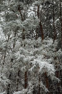 Kaboompics - Frost Covered Pine Branches In A Winter Woodland