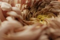 Kaboompics - Cream Chrysanthemum Close-Up with Yellow Center
