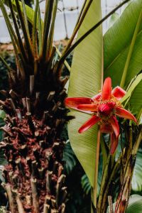 Kaboompics - Palm Leaves Framing a Red Flower in the Botanical Garden