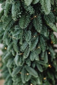 Kaboompics - Evergreen Branches for Natural Christmas Décor