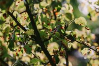 Kaboompics - Close-ups of flowers, leaves and fruit on branches