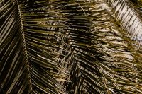 Kaboompics - Palm Fronds Creating a Tropical Garden Texture