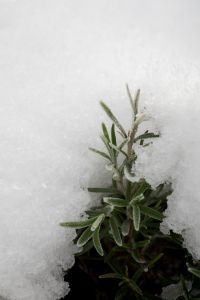 Kaboompics - Green Winter Plant Emerging Through Fresh Snow
