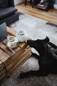 Animals in a designer living room interior with a wooden box table, purple couch and a grey carpet