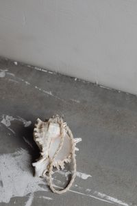 Kaboompics - Pearl Necklace and Seashell on Gray Concrete Floor with White Wall Background