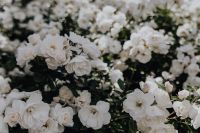 Kaboompics - White Rose Branch in Bloom with Deep Green Leaves