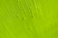 Kaboompics - Bright Green Painted Wood Texture